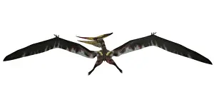 Pteranodon: Pteranodon was a pterosaur from the Cretaceous Period of ?