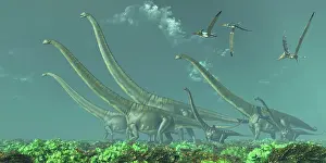 Mamenchisaurus: Pteranodon reptiles fly over a herd of Mamenchisaurus