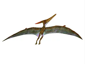 Pteranodon: A Pteranodon with wings extended, rear view on