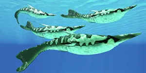 Rostrata: Pteraspis is an extinct genus of jawless ocean fish that ?