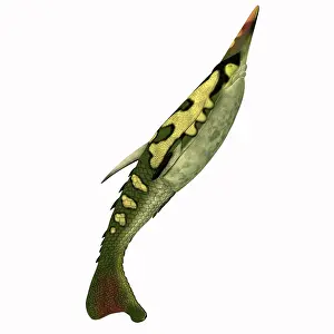 Ugliness: Pteraspis fish, side profile