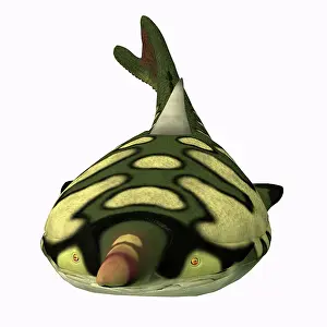 Ugliness: Pteraspis fish, front view