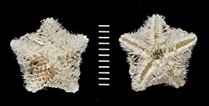 Starfish: Pteraster acicula, starfish