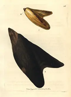 Chinensis: Pteria avicular shells