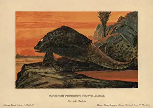 Placoderm: Pterichthyodes, extinct genus of placoderm