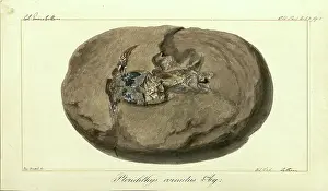 Dinkel: Pterichthys cornutus Agassiz