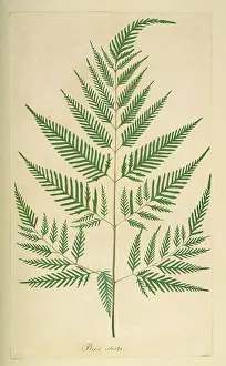 Bracken: Pteridium aquilinum, bracken