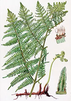 Brake: Pteris aquilina