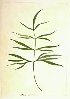 Brake: Pteris denticulata, brake fern
