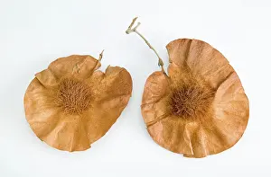 Fabaceae: Pterocarpus angolensis