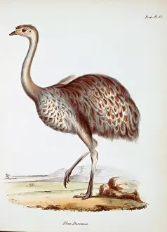 Rhea: Pterocnemia pennata, lesser rhea