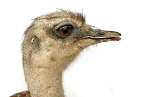 Rhea: Pterocnemia pennata pennata, rhea