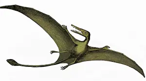 Extinction: Pterodactyl, Extinct Flying Reptile