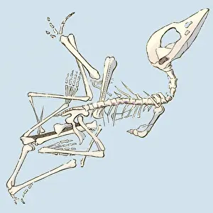 Paleontological: Pterodactyl Fossil, Illustration