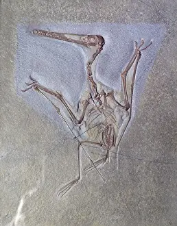 Pterodactyloidea: Pterodactyl kochi