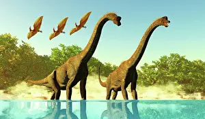 Pteranodon: Pterodactyl reptiles fly over two Brachiosaurus