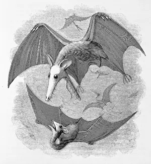 Marsupialia: Pterodactyls considered as marsupial bats