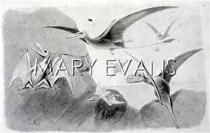 Dimorphodon: PTERODACTYLS / SMIT