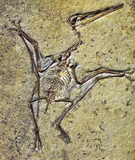 Fossilized: Pterodactylus