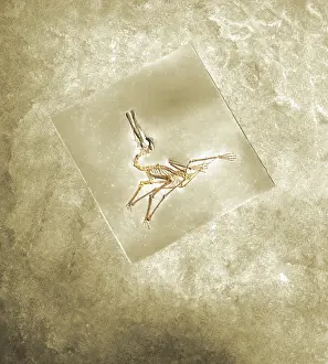 Elegans: Pterodactylus Elegans