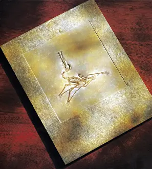 Elegans: Pterodactylus Elegans