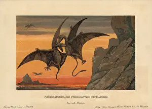 Tiere: Pterodactylus, extinct genus of pterosaurs
