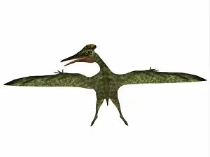 Tithonian: Pterodactylus flying reptile