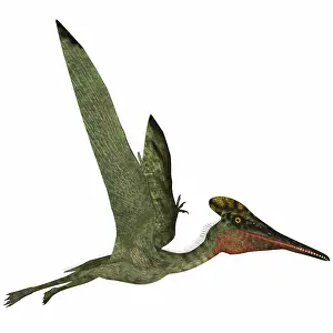 Tithonian: Pterodactylus flying reptile
