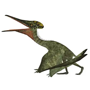 Tithonian: Pterodactylus flying reptile