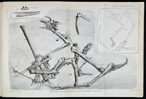 Lias: Pterodactylus macronyx