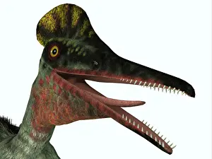 Tithonian: Pterodactylus portrait