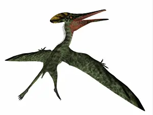 Tithonian: Pterodactylus, rear view