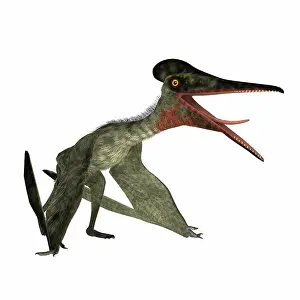 Tithonian: Pterodactylus sitting, on white background