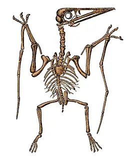 Extinction: Pterodactylus Skeleton, Extinct Flying Reptile