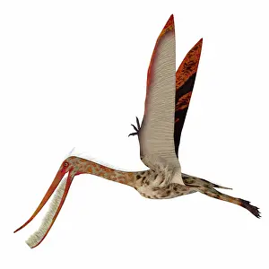 Ugliness: Pterodaustro flying with wings up