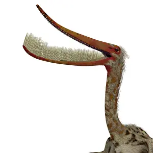 Feeders: Pterodaustro pterosaur head with mouth open