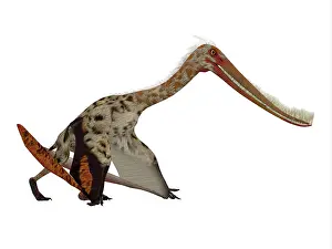 Feeders: Pterodaustro pterosaur on white background