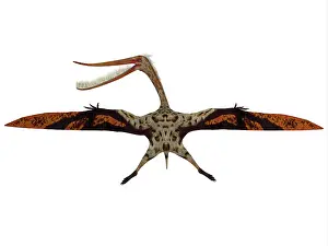 Wingspan: Pterodaustro pterosaur with wings spread