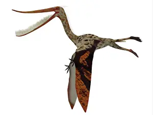 Feeders: Pterodaustro reptile, side profile