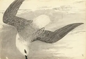White Headed: Pterodorma lessonii, white-headed petrel
