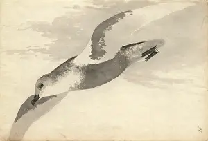 Procellariiformes: Pterodroma inexpectata, mottled petrel