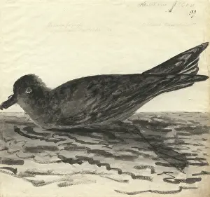 Webbed: Pterodroma macroptera, great-winged petrel