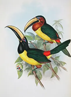 Piciformes: Pteroglossus inscriptus humboldti, lettered aracari