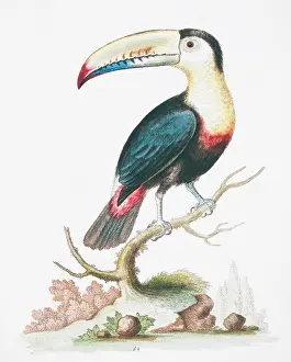 Piciformes: Pteroglossus sp. toucan