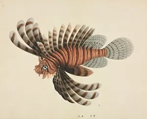 Rockfish: Pterois volitans, red lionfish