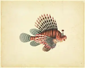 Rockfish: Pterois volitans, red lionfish