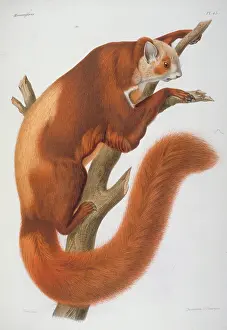Agile: Pteromys alborufus, flying squirrel