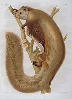 Agile: Pteromys melanopterus, Chinese flying squirrel