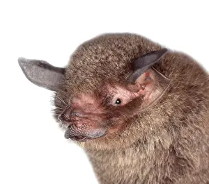 Moustached: Pteronotus parnellii mesoamericanus, common mustached bat
