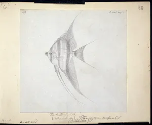 Ray Finned: Pterophyllum scalare